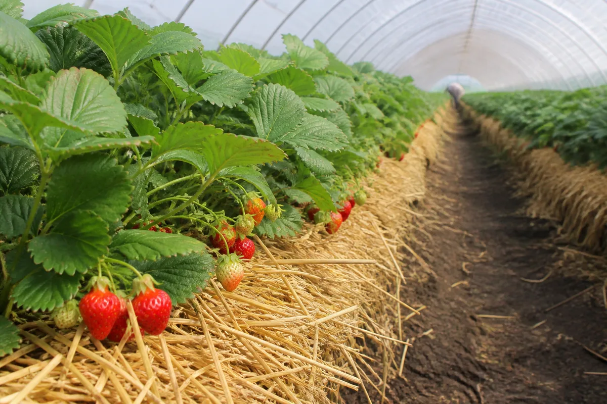 Rangée de fraisiers paillés sous une serre tunnel, feuillage vert et fruits rouges