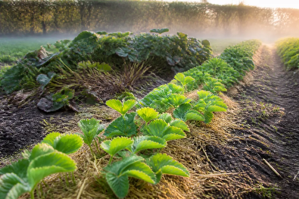 Planche de fraisiers au potager en lumière du matin, jeunes plants vigoureux devant et vieille touffe étalée derrière